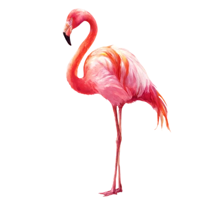 Watercolor Flamingo Bird