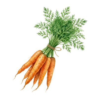 Watercolor Fresh Carrot Bunch