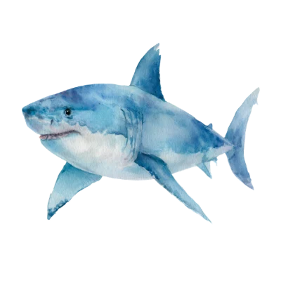 Watercolor Great White Shark