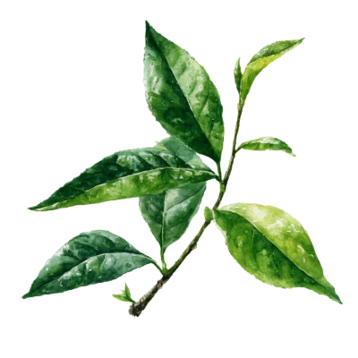 Watercolor Green Tea Leaves