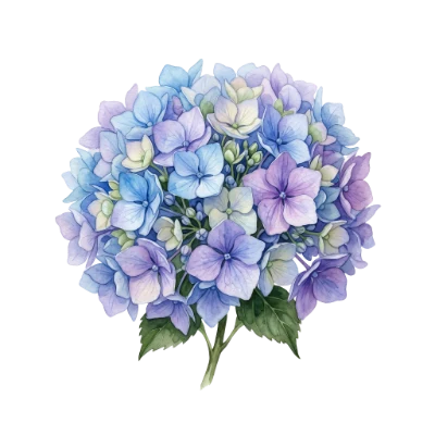 Watercolor Hydrangea Flower