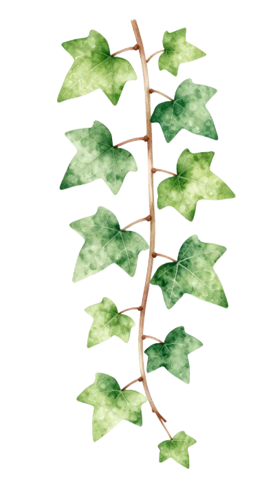 Watercolor Ivy Vine