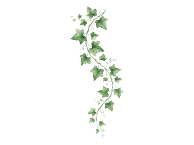 Watercolor Ivy Vine Illustration