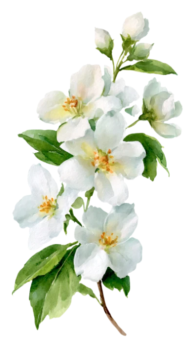 Watercolor Jasmine Flower Branch