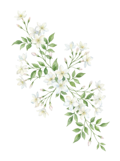 Watercolor Jasmine Flower Branch