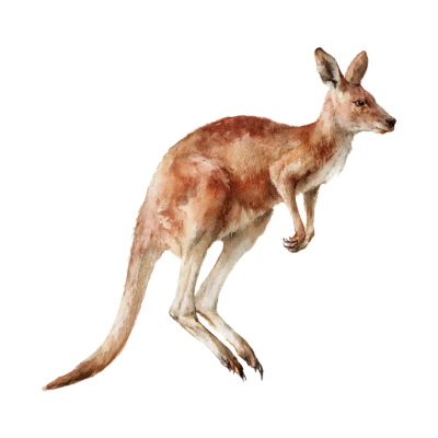 Watercolor Jumping Kangaroo