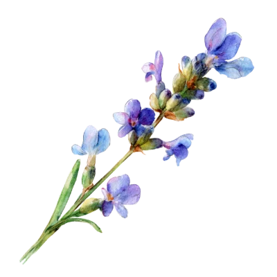 Watercolor Lavender Flower Sprig