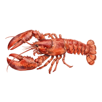 Watercolor Lobster Seafood