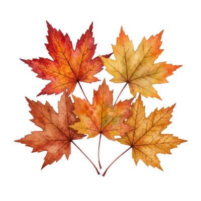 Watercolor Maple Leaves Autumn