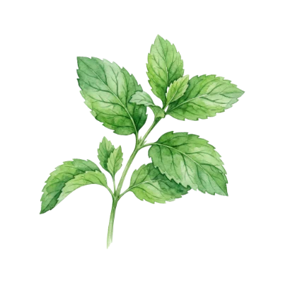 Watercolor Mint Leaves