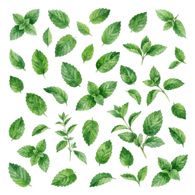 Watercolor Mint Leaves Pattern