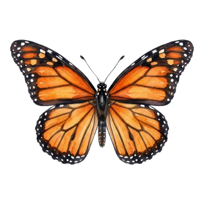 Watercolor Monarch Butterfly