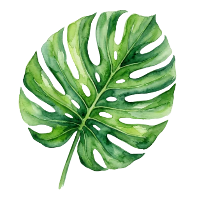 Watercolor Monstera Leaf Illustration