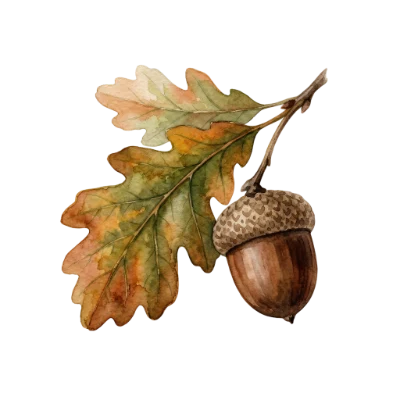 Watercolor Oak Acorn Branch