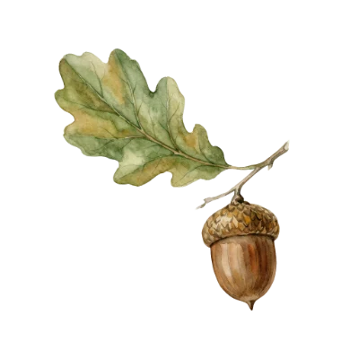 Watercolor Oak Acorn Leaf