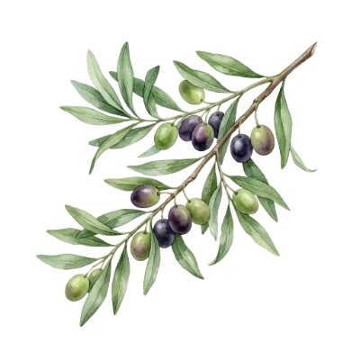 Watercolor Olive Branch