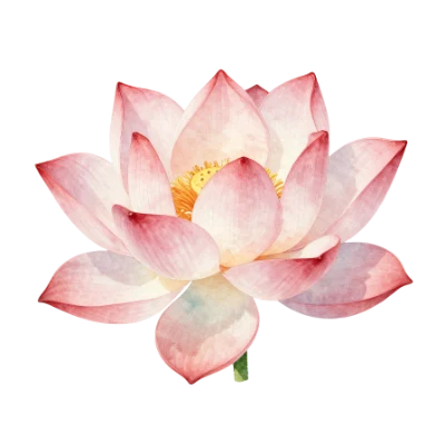 Watercolor Pink Lotus Flower