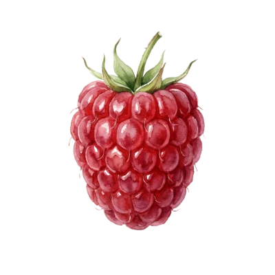 Watercolor Raspberry Fruit