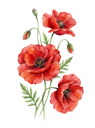 Watercolor Red Poppy Flowers