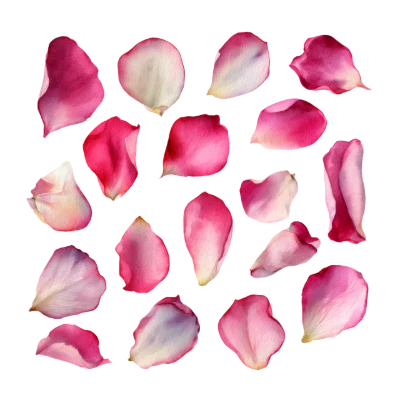 Watercolor Rose Petals Set