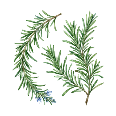 Watercolor Rosemary Herb Branches