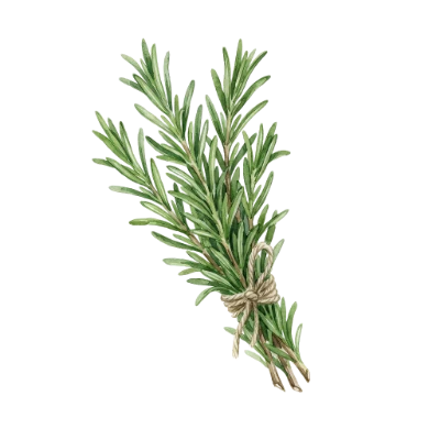 Watercolor Rosemary Herb Bundle
