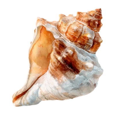 Watercolor Seashell Marine Life