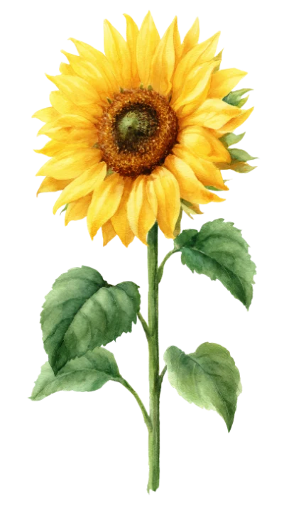 Watercolor Sunflower Flower Bloom