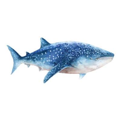 Watercolor Whale Shark