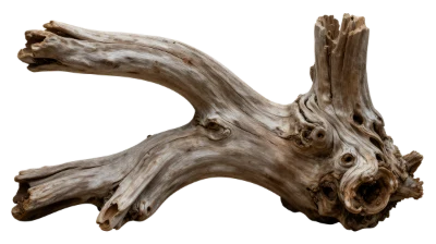 Weathered Driftwood Branch