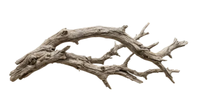 Weathered Driftwood Branch