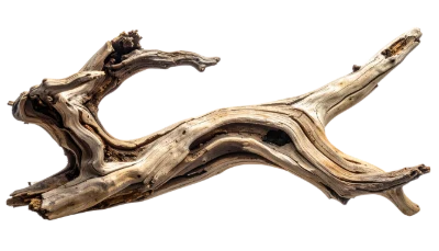 Weathered Driftwood Branch