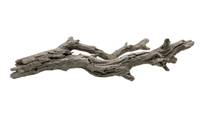 Weathered Driftwood Log
