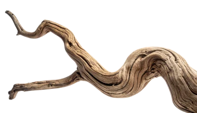 Weathered Tree Branch
