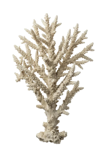 White Branch Coral