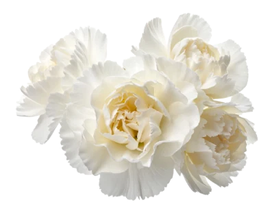 White Carnation Flowers