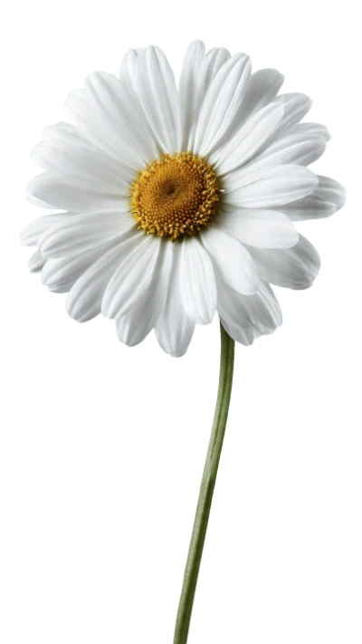 White Daisy Flower