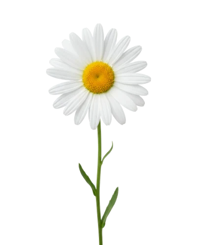 White Daisy Flower