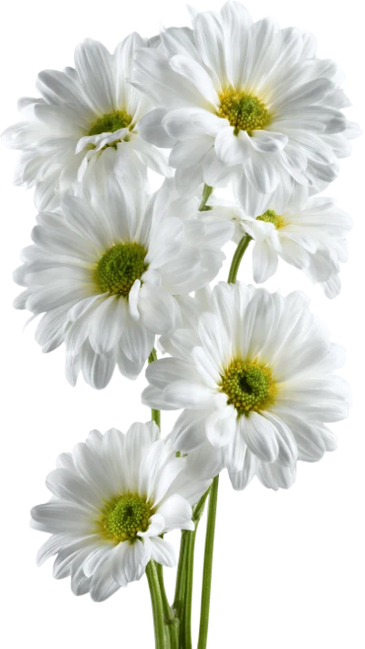 White Daisy Flower Bouquet