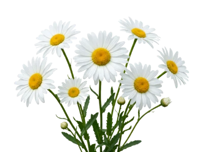 White Daisy Flower Bouquet