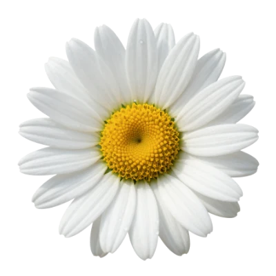 White Daisy Flower