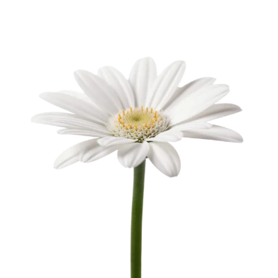 White Gerbera Daisy Flower