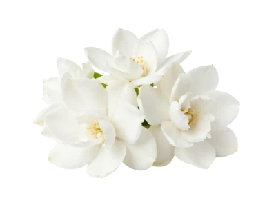 White Jasmine Flower Bouquet