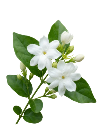White Jasmine Flower Branch