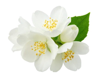 White Jasmine Flower Cluster