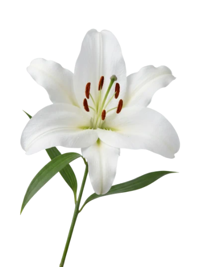 White Lily Flower
