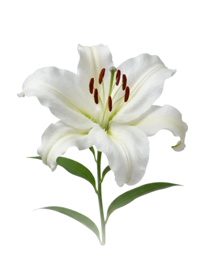 White Lily Flower