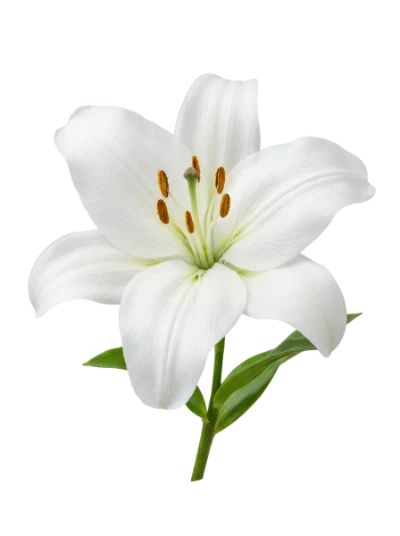 White Lily Flower