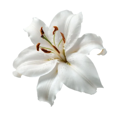 White Lily Flower