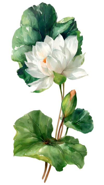 White Lotus Watercolor Flower